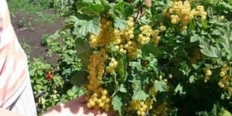 Sve o bijeloj ribizli sorte versailles